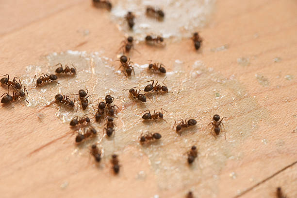 Professional Pest Control in Falling Water, TN
